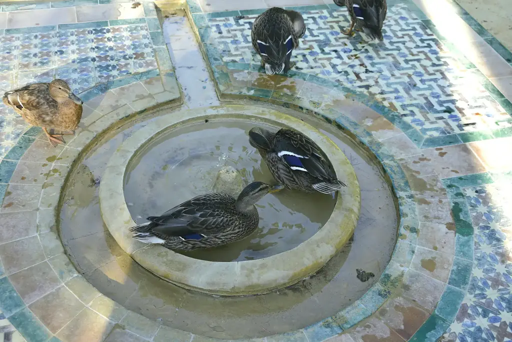 Enten auf dem gefliesten Rand eines flachen Gartenbeckens im Alcázar, Wasser steht in der Steinschale