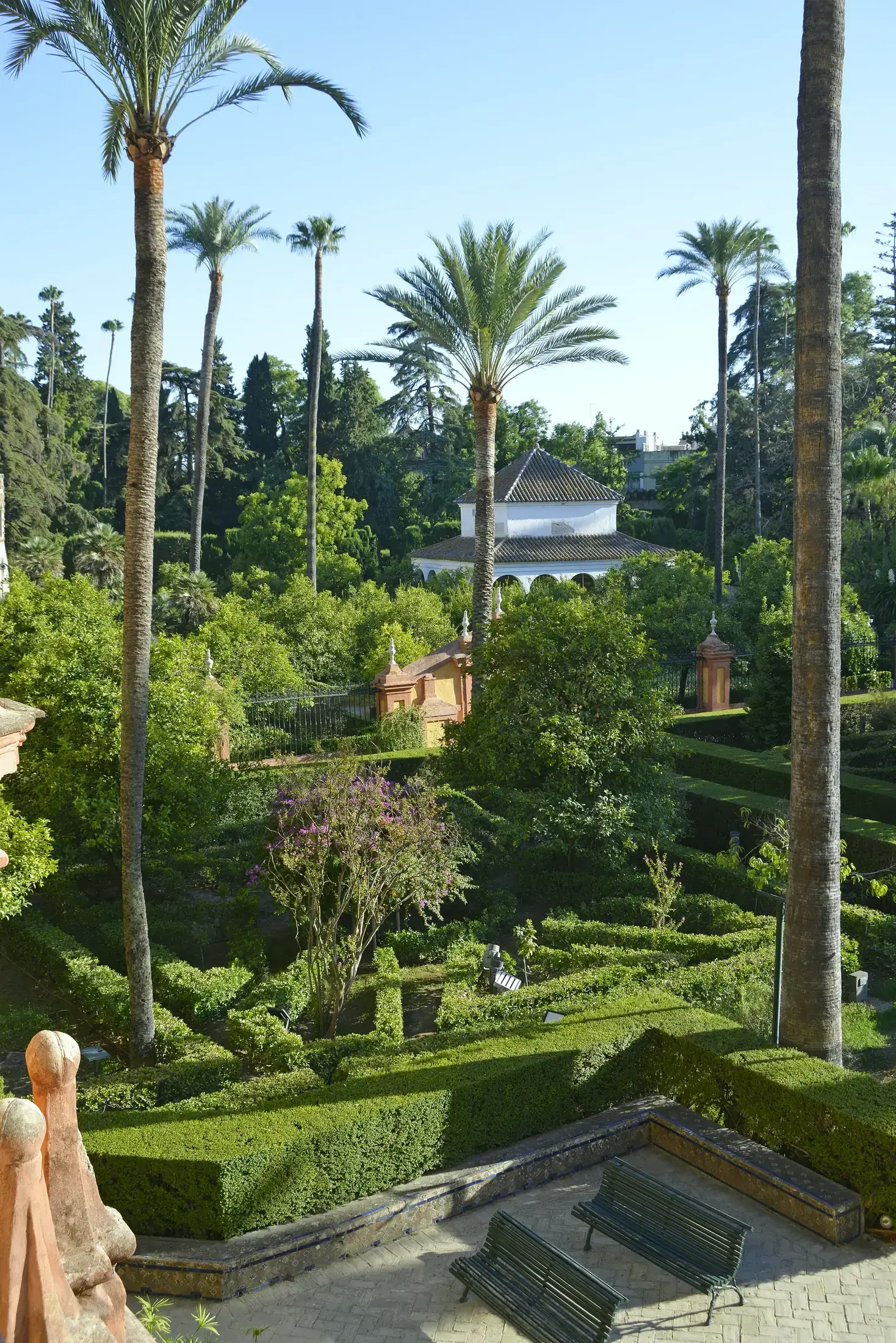Une vue large sur les jardins du Real Alcázar, palmiers et cyprès au-dessus des haies taillées