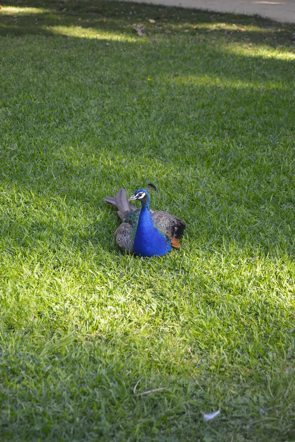 Ein Pfau auf dem Rasen in den Gärten des Real Alcázar