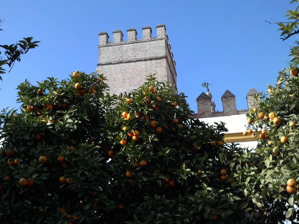 Ein fruchtender Orangenbaum vor einem zinnenbewehrten Turm der Alcázar-Mauer